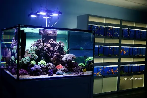 Acuario AngelFish - Salamanca