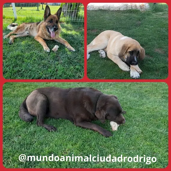 Mundo Animal (Ciudad Rodrigo)