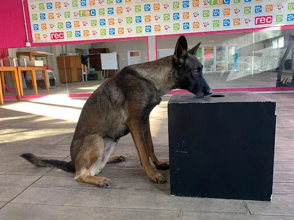 CURSOS REC MASCOTAS - Salamanca