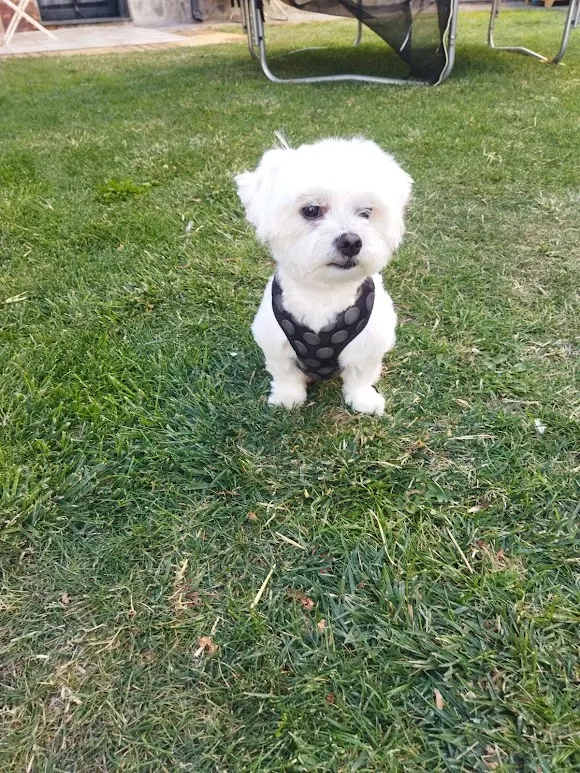 Peluqueria canina Mar Frances - Peluquero de mascotas en Pedrosillo el Ralo