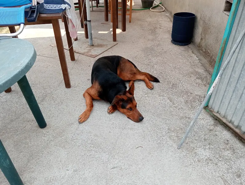 Conperros educación canina amable - Adiestrador canino en Salamanca - foto 2