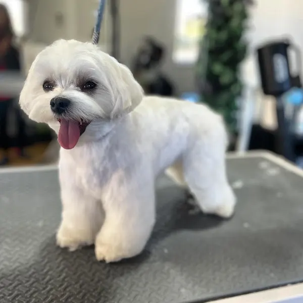 Estela Peluquería Canina