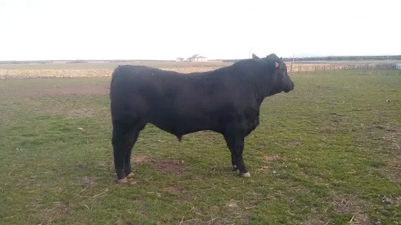 PERAMATO ABERDEEN-ANGUS - Oficinas de empresa en Salamanca