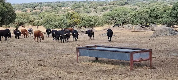 Finca Dehesa La Campana - Salamanca