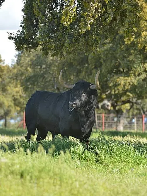 Finca Valdefresno (visitas ganaderia toros bravos Salamanca) - Ganadero en Salamanca