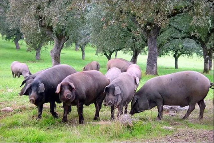 Juan Francisco Gil e Hijos C.B. - Béjar