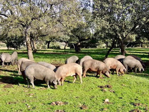 Sucesores de José Pérez S.L - Salamanca