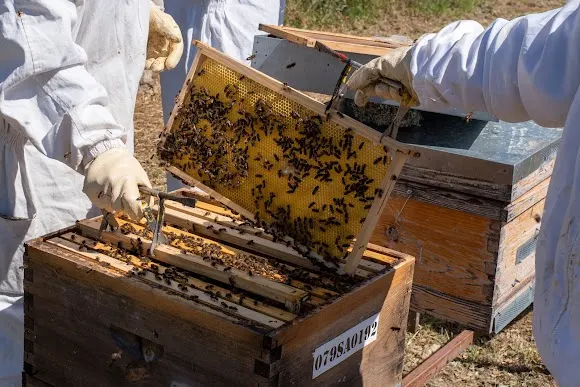 Miel Abeja Sayaguesa - Canillas de Abajo