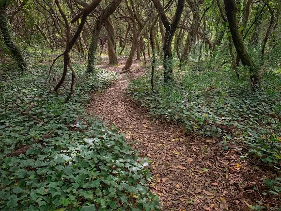 Bosque de madroños y hiedra - Zona de senderismo en Béjar