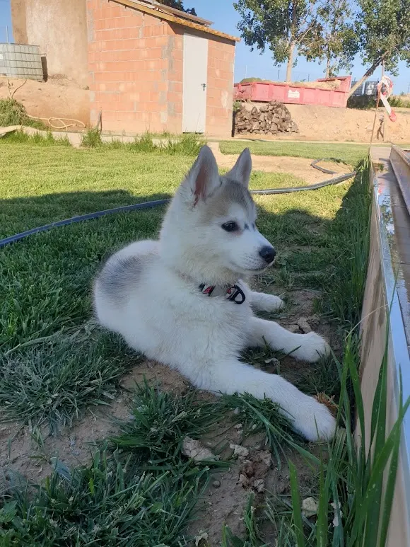 Residencia y Criadero canino Villacharra