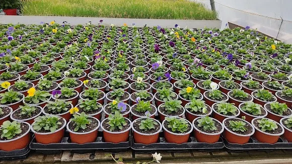 Plantas y horticultura Julia - Servicio de plantas para interior en Ciudad Rodrigo