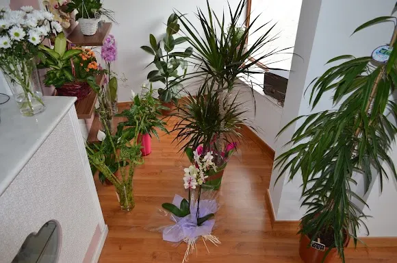Floristería Martina - Salamanca