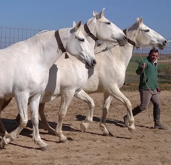 Yeguada Vista Alegre - Criador de caballos en Villamayor