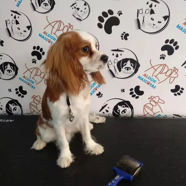 ALDOR MASCOTAS - Cuidador de mascotas en Béjar - foto 2