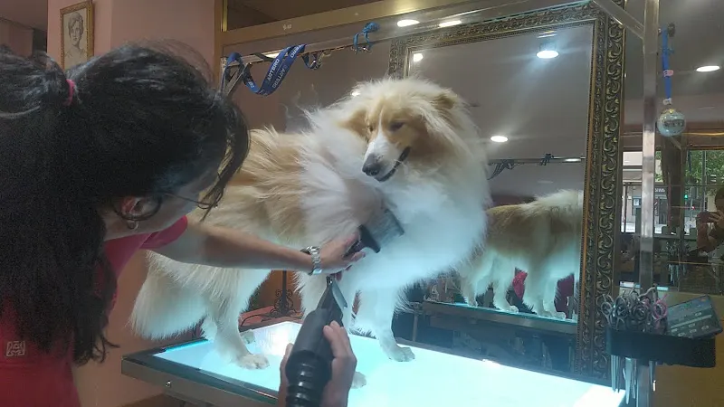 Peluquería canina Urban Dogs - Peluquero de mascotas en Salamanca - foto 2