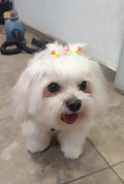 Peluquería canina Marian - Peluquero de mascotas en Salamanca - foto 2