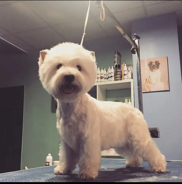 ‍  Entrepelos Peluquería Canina & Tienda · David Medina