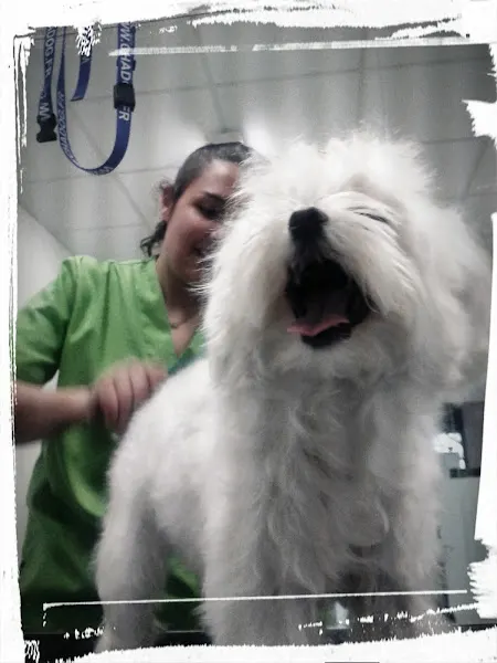 Alma Egido Peluquería de Mascotas - Peluquero de mascotas en Salamanca - foto 2