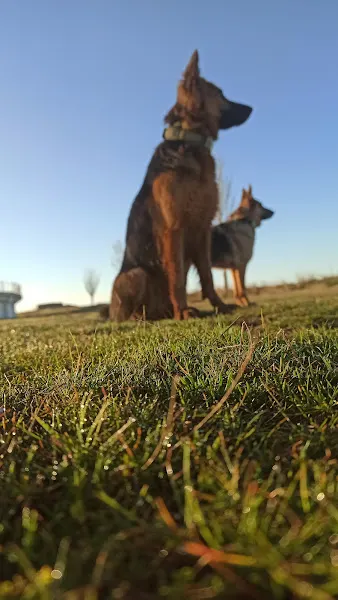 REC MASCOTAS (Formación) - Adiestrador canino en Topas - foto 2