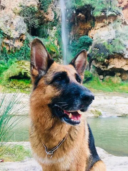 UMAVET | Oncología Veterinaria en Salamanca