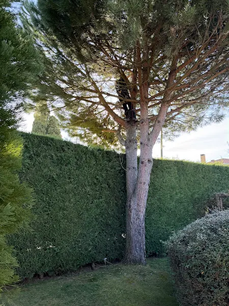 TRABAJOS FORESTALES Y DE JARDINERIA ROSAN - Valladolid